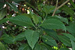 Image of loquat