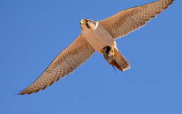 Image of Lanner Falcon