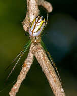 Image of Leucauge venusta (Walckenaer 1841)