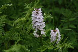 Image of Dactylorhiza maculata subsp. ericetorum (E. F. Linton) P. F. Hunt & Summerh.