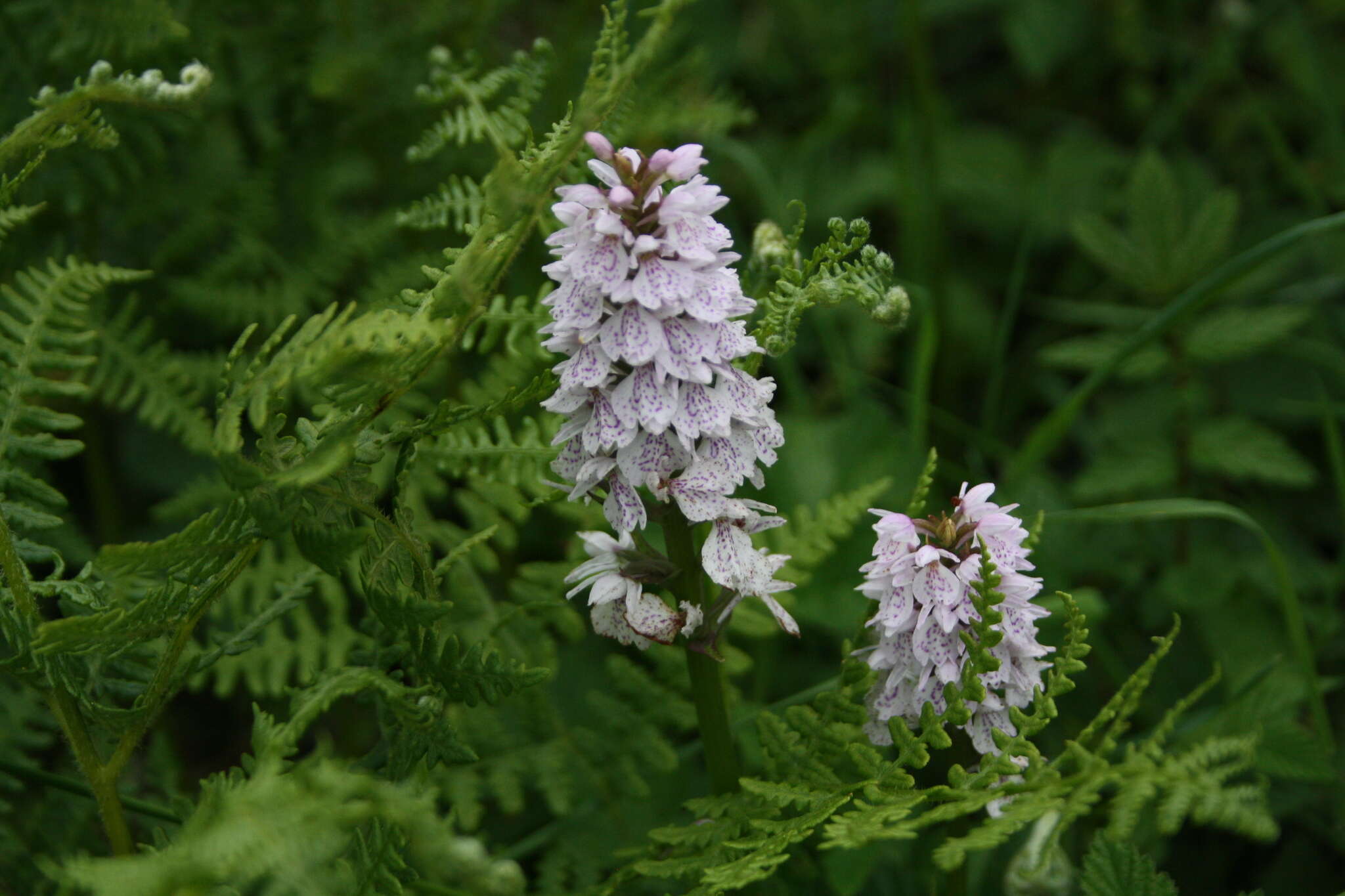 Image de Dactylorhiza maculata subsp. ericetorum (E. F. Linton) P. F. Hunt & Summerh.