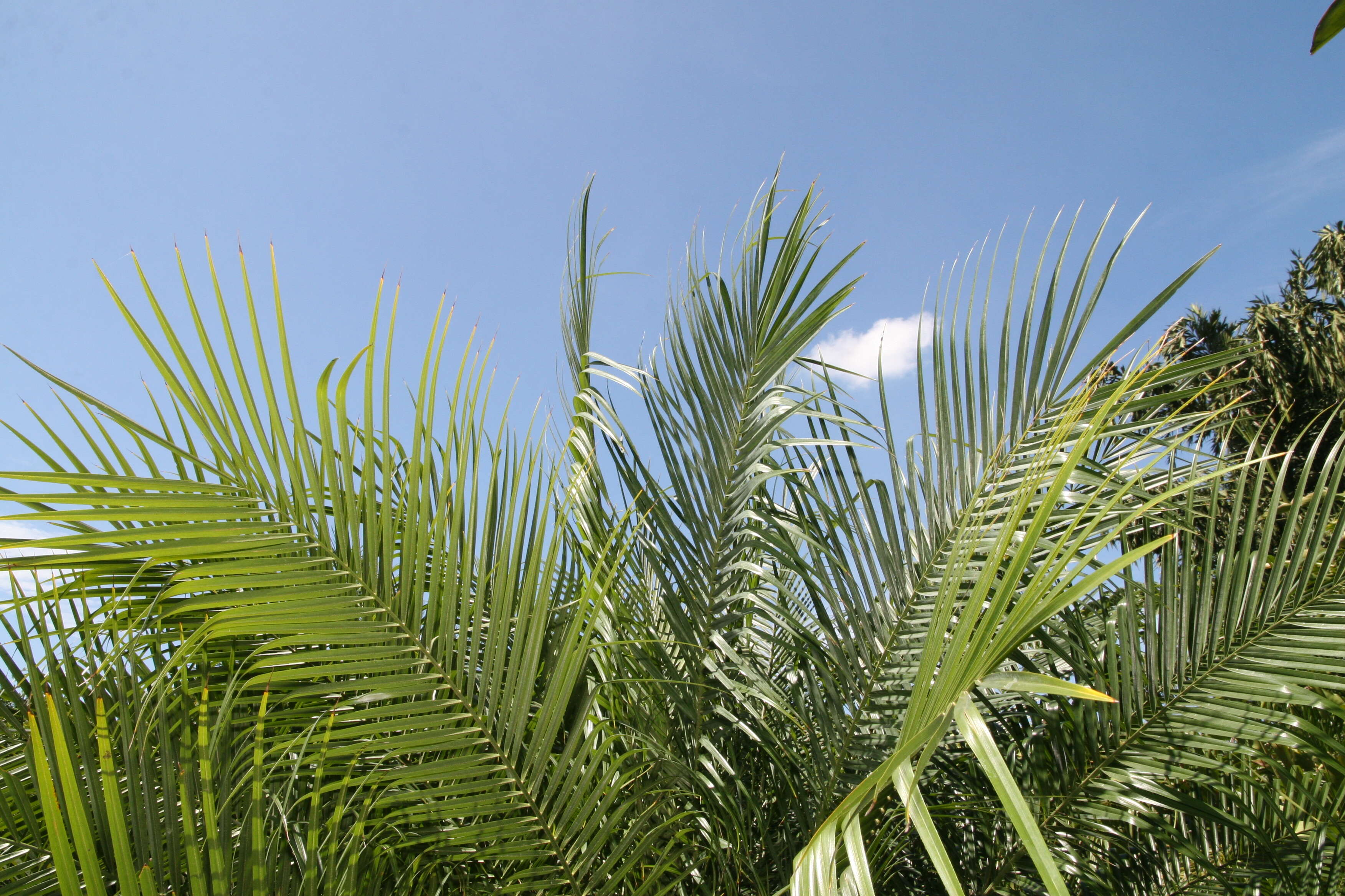 Image of pygmy date palm