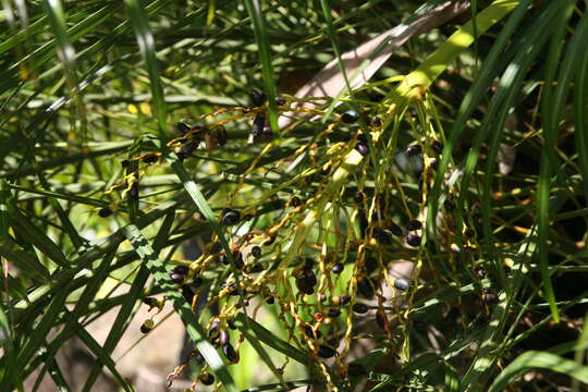 Image of pygmy date palm