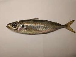 Image of Black Sea Horse Mackerel