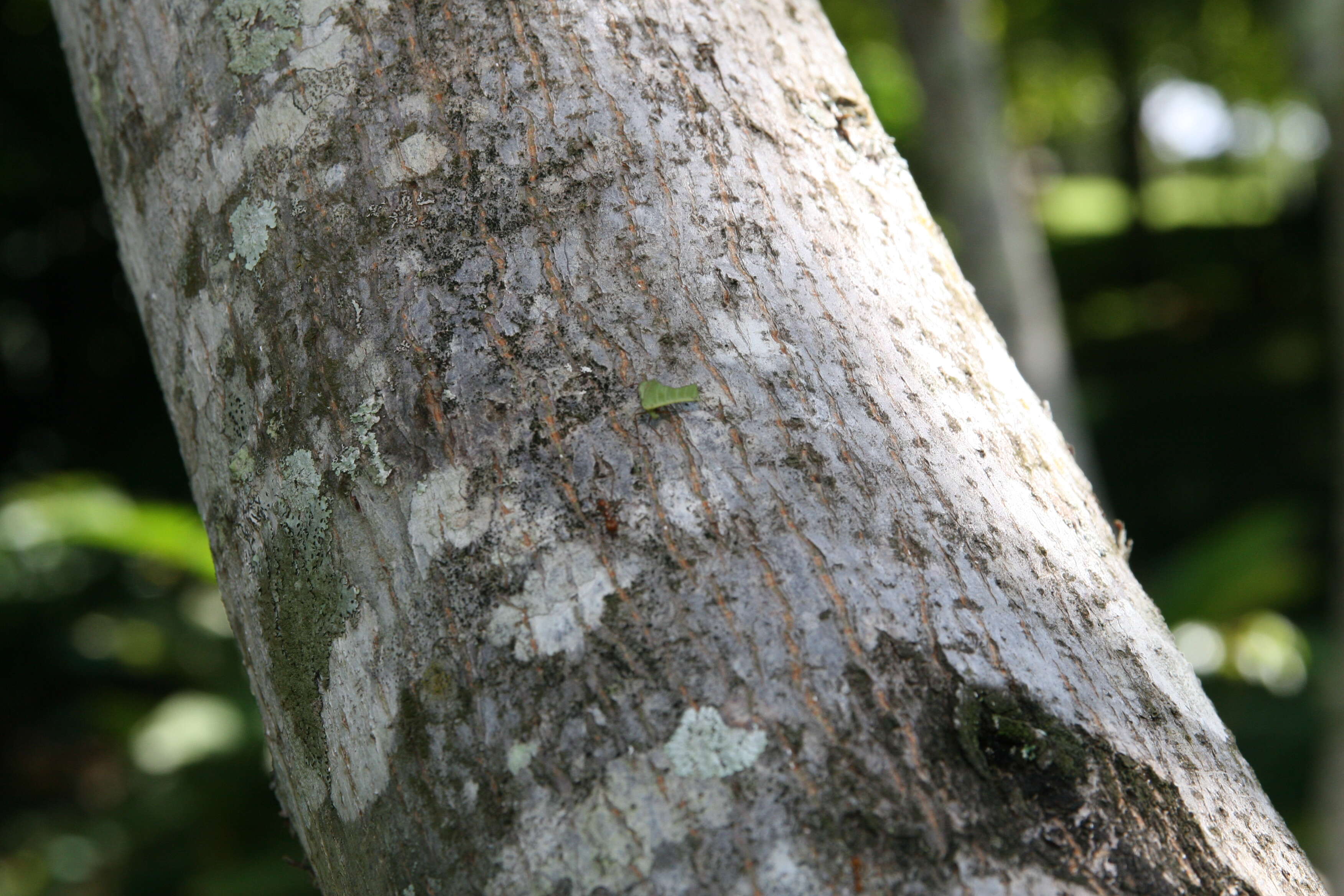 Image of silk cottontree