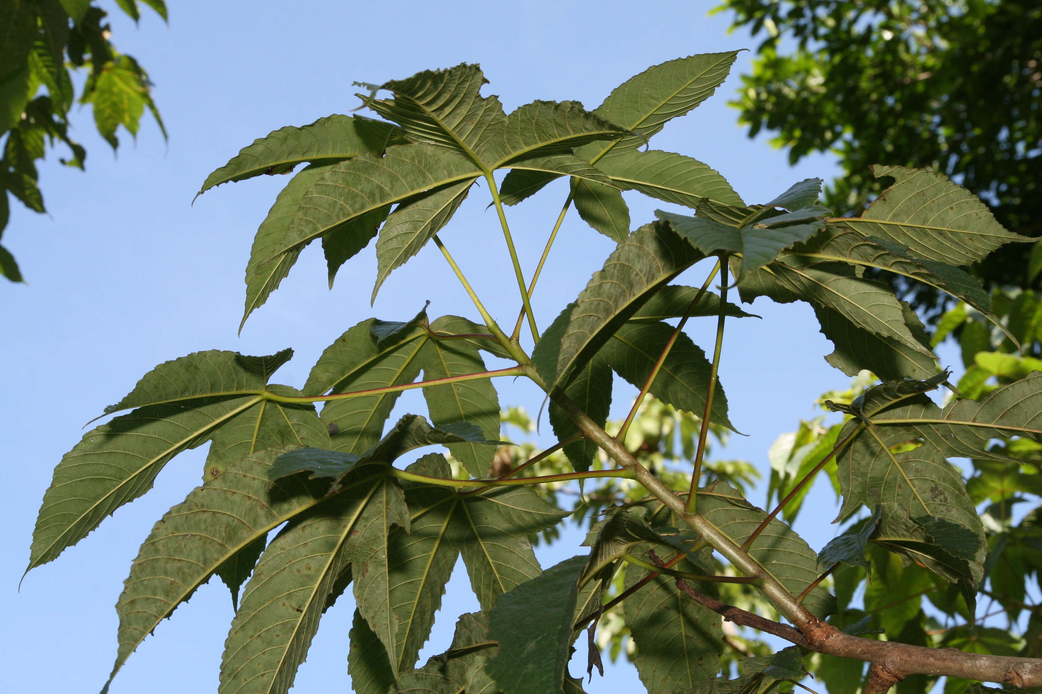 Image of silk cottontree