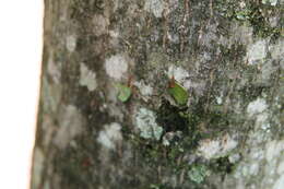 Image of silk cottontree