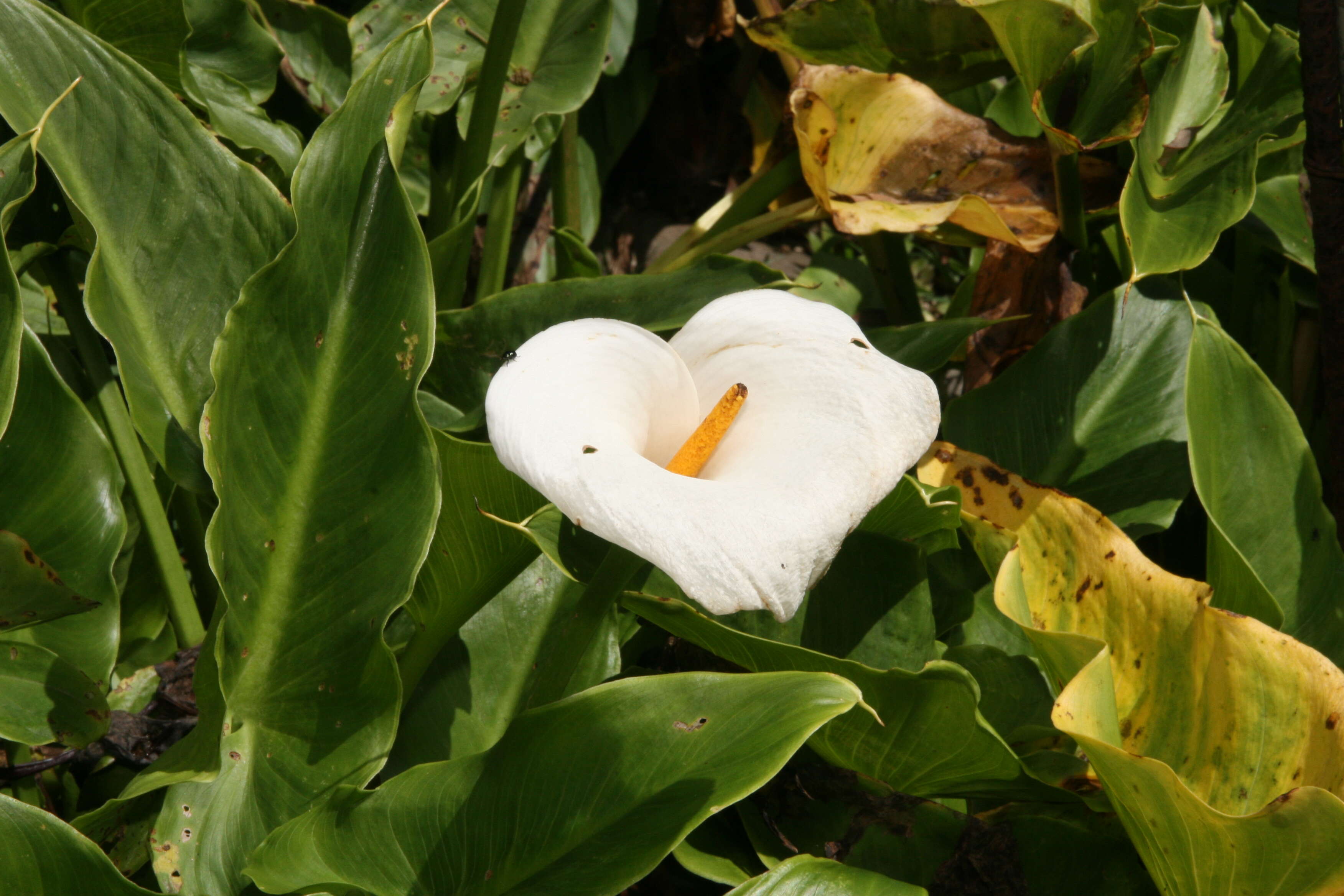 Image of Arum lily