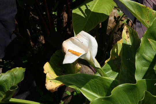 Image of Arum lily