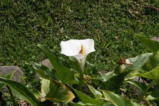 Image of Arum lily