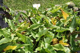 Image of Arum lily