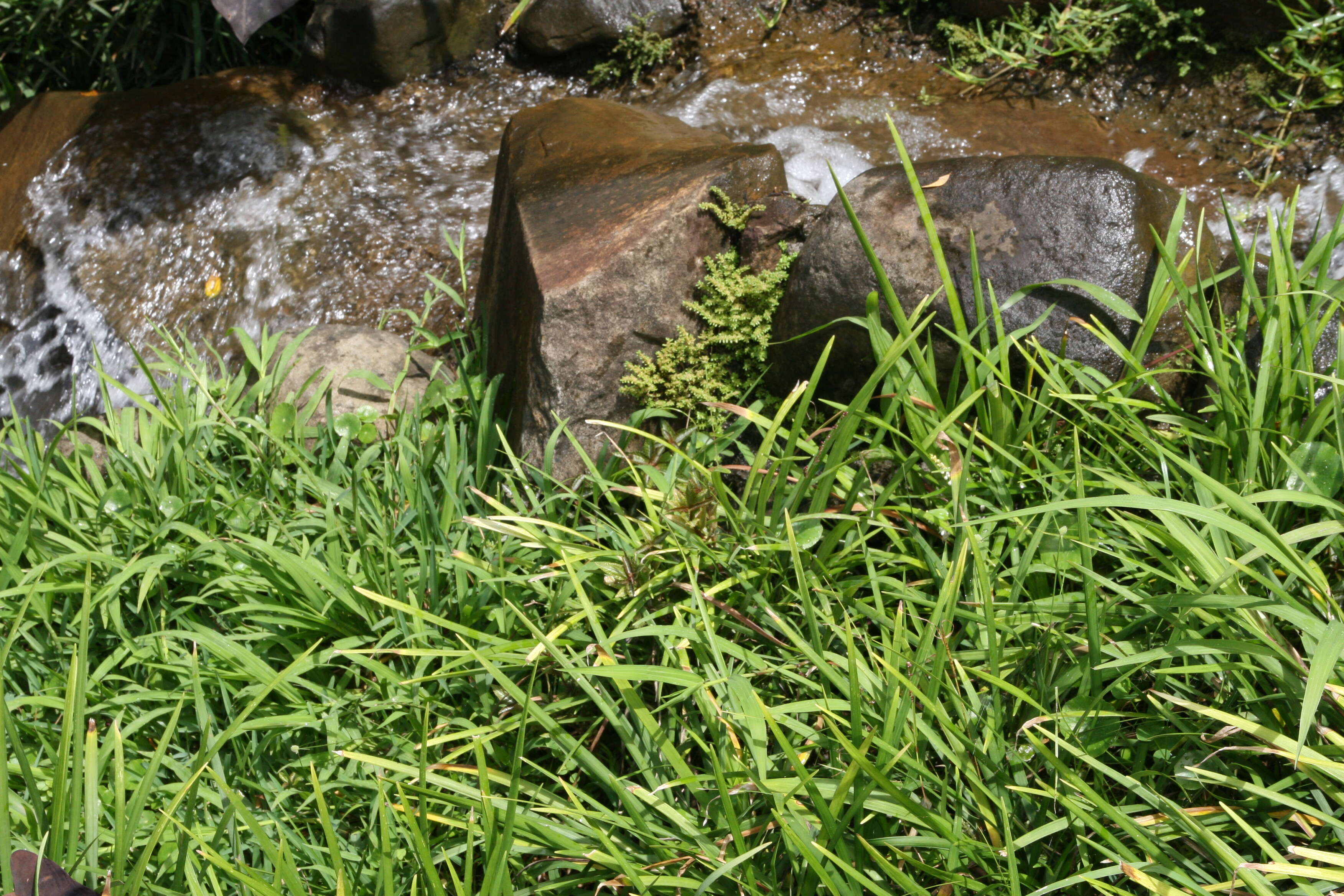 Image of Big blue lilyturf'