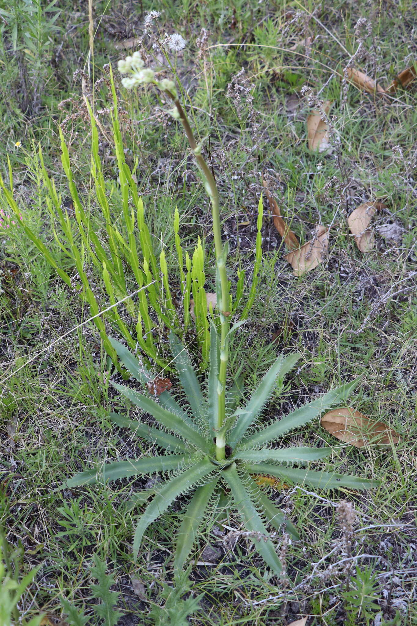 Imagem de Eryngium serra Cham. & Schltdl.