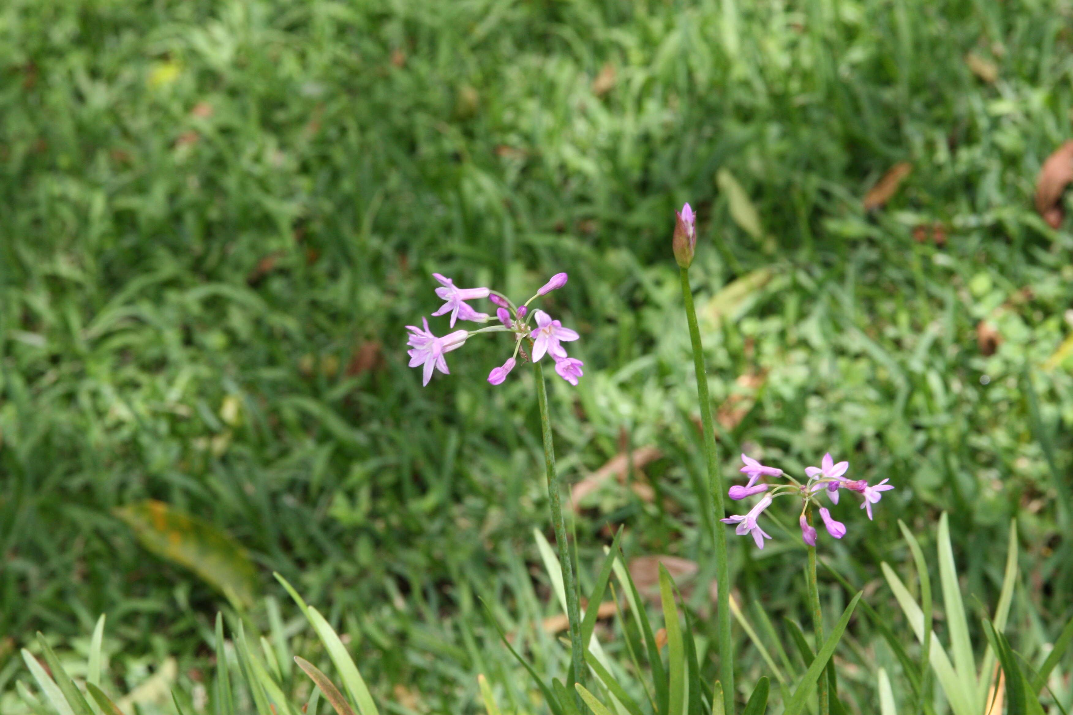 Tulbaghia violacea Harv. resmi