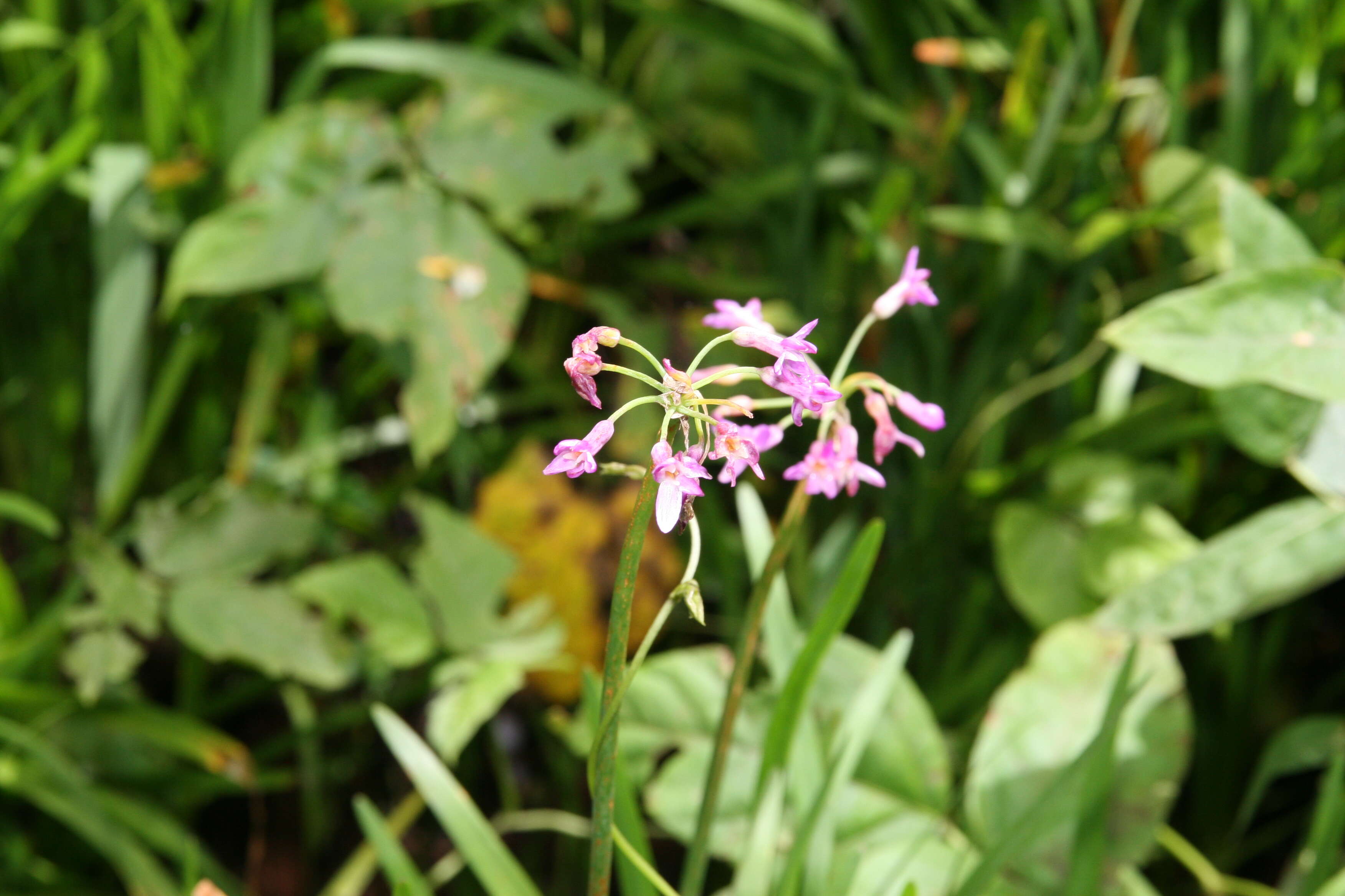 Tulbaghia violacea Harv. resmi