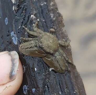 Image of green porcelain crab