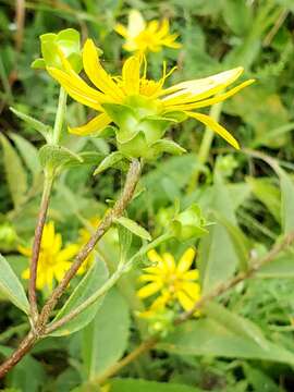 Image of starry rosinweed