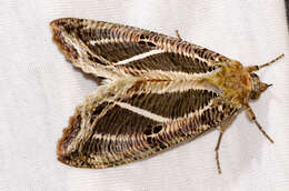 صورة Eudocima materna (Linnaeus 1767)