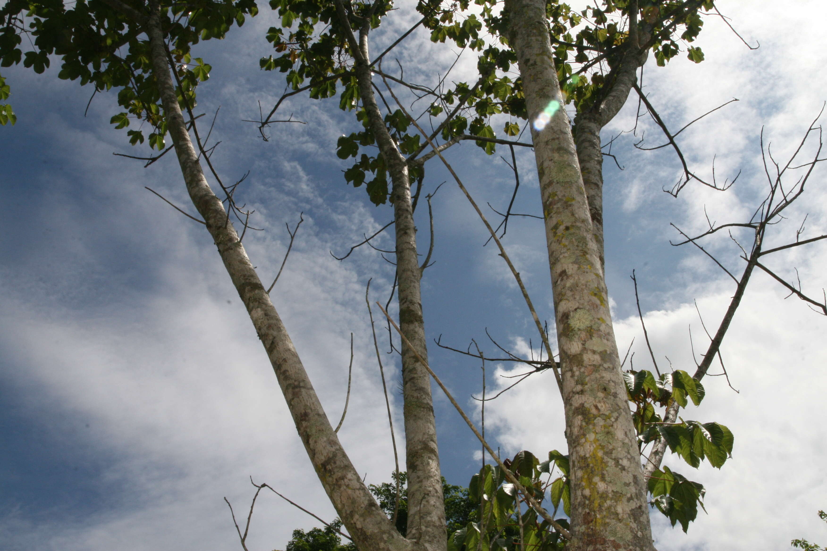 Image of silk cottontree