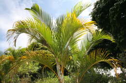 Image of Areca Palm