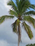 Image of coconut palm