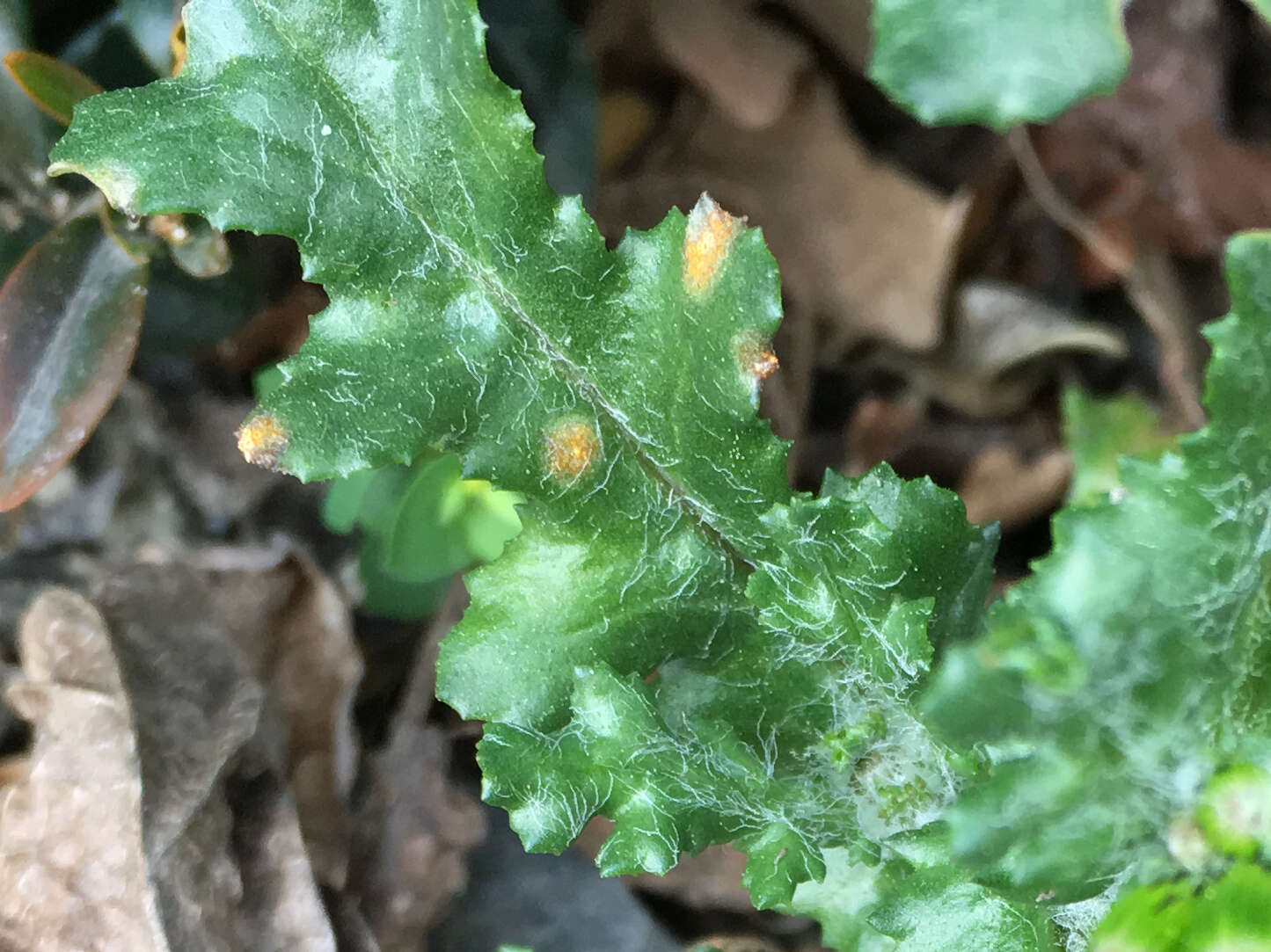 Image of Puccinia lagenophorae Cooke 1884