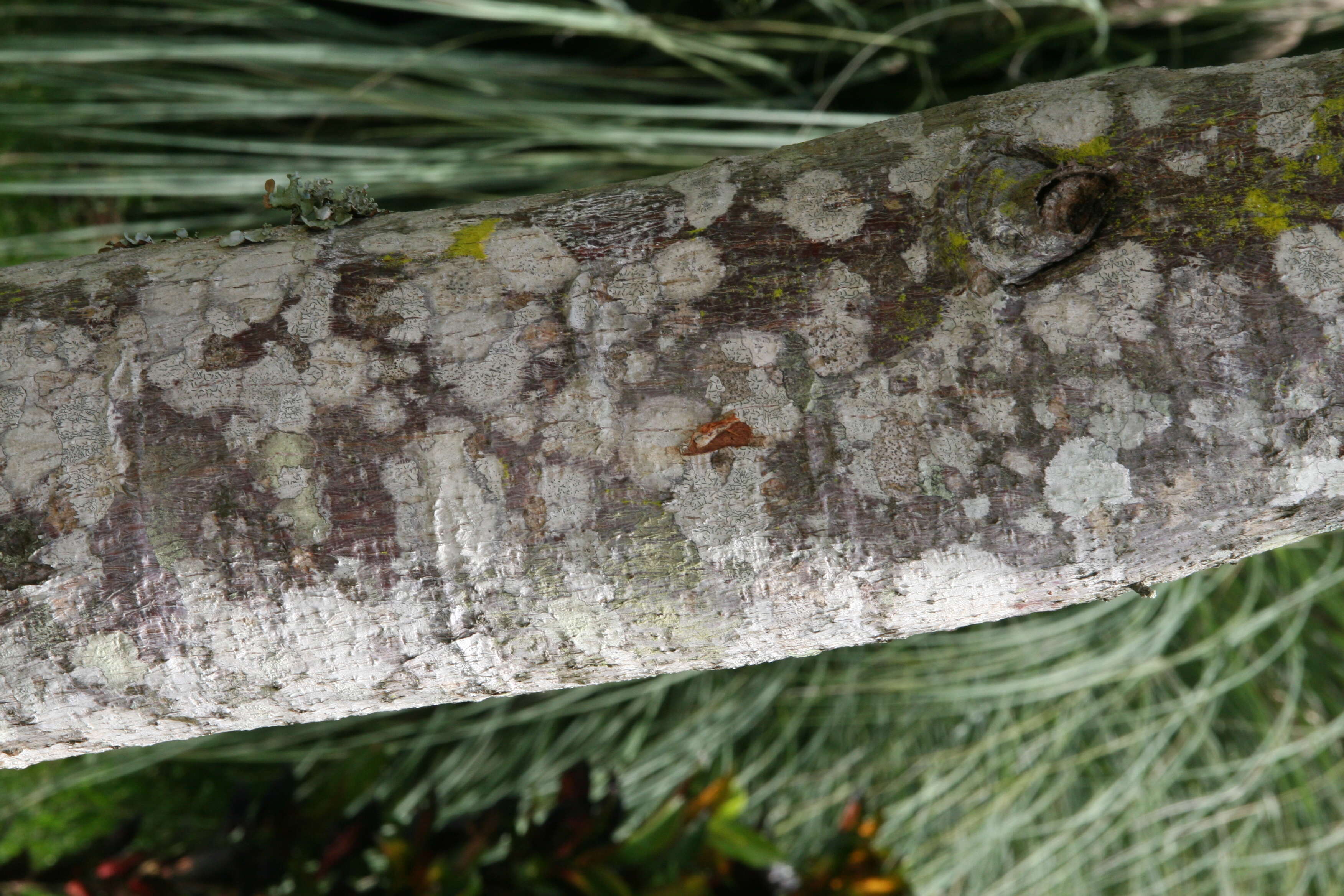 Image of silk cottontree