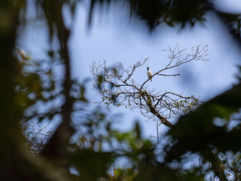 Image of Bare-throated Bellbird