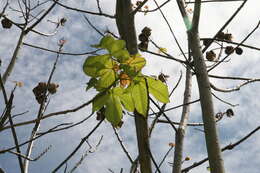 Image of silk cottontree