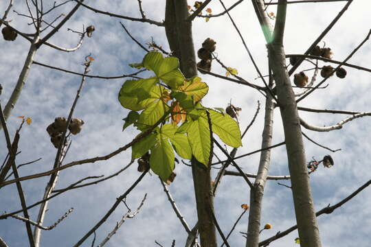 Imagem de Cochlospermum vitifolium (Willd.) Spreng.