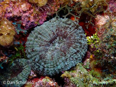 Image of Atlantic Mushroom Coral
