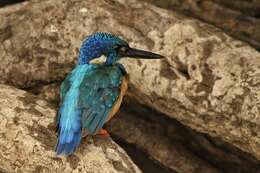 Image of Half-collared Kingfisher