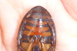 Image of Understriped Diving Beetle