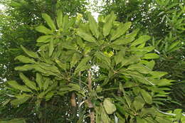 Image of Dwarf Umbrella Tree