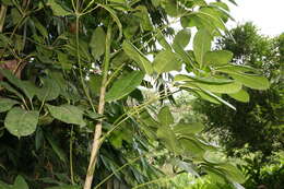 Image of Dwarf Umbrella Tree