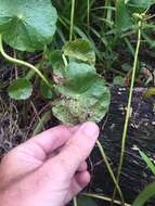 Image de Puccinia hydrocotyles (Mont.) Cooke 1880