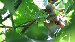 Image of Mexican Mouse Opossum