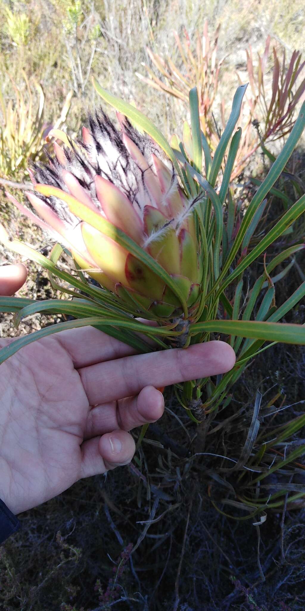 Image of Bashful protea