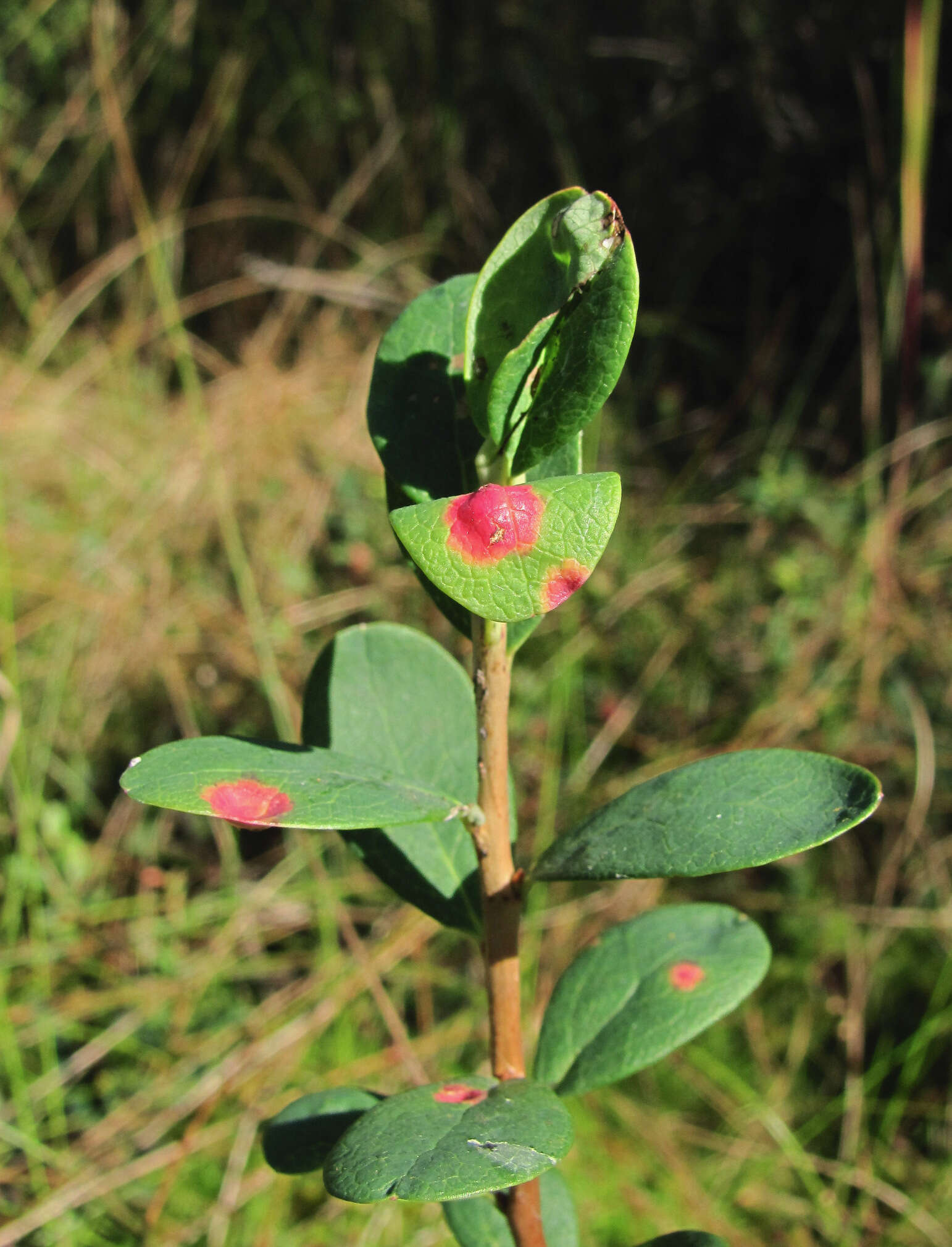 Image of Exobasidium pachysporum Nannf. 1981