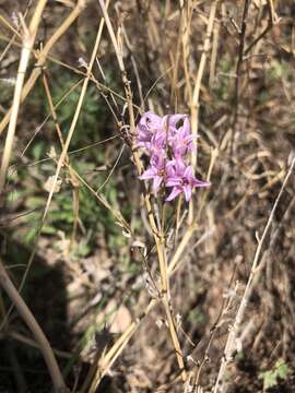 Image of plains onion