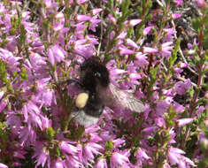 Image of Bombus soroeensis (Fabricius 1776)