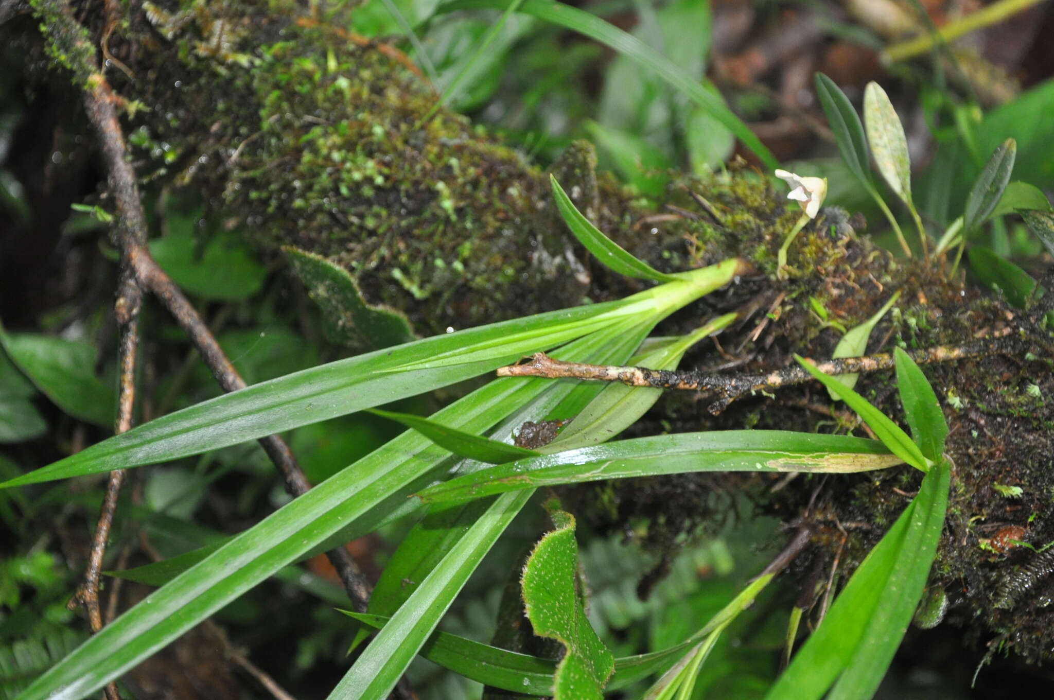 Image of Maxillaria angustissima Ames, F. T. Hubb. & C. Schweinf.