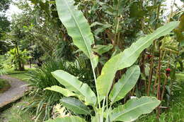 Image of Heliconia angusta Vell.