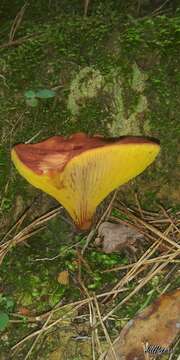 Image of Phylloporus rhodoxanthus (Schwein.) Bres. 1900