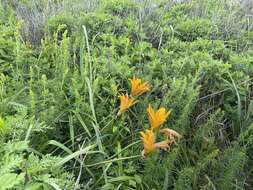 Image of Amur daylily