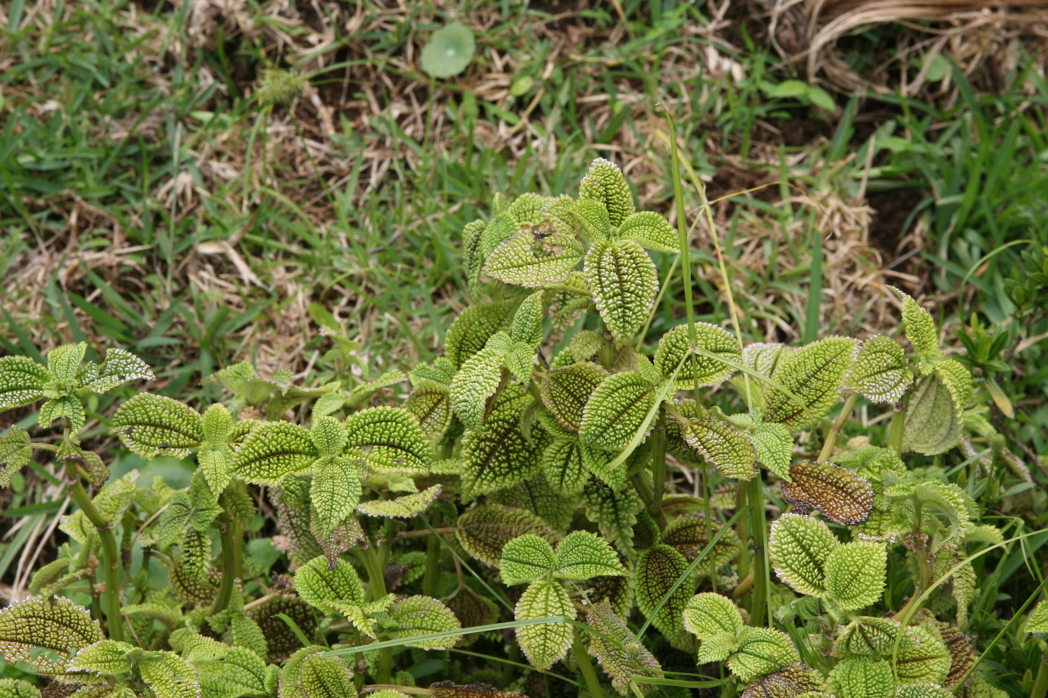 Image of friendship plant