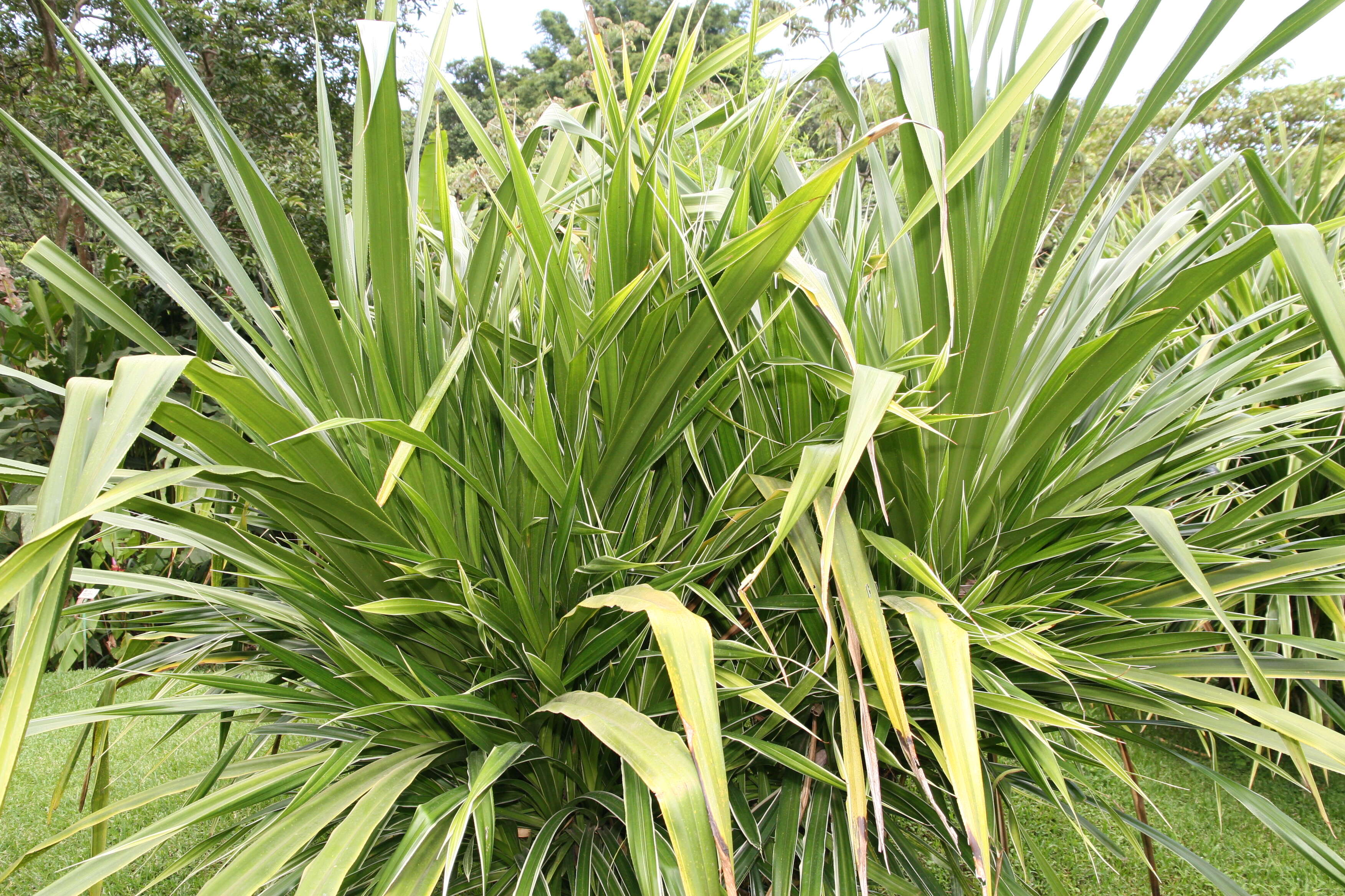 Image of Tahitian screwpine