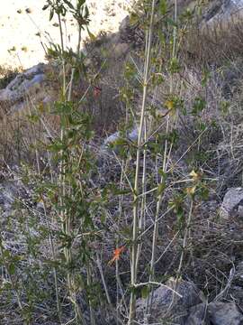 Anisacanthus thurberi (Torr.) Gray resmi