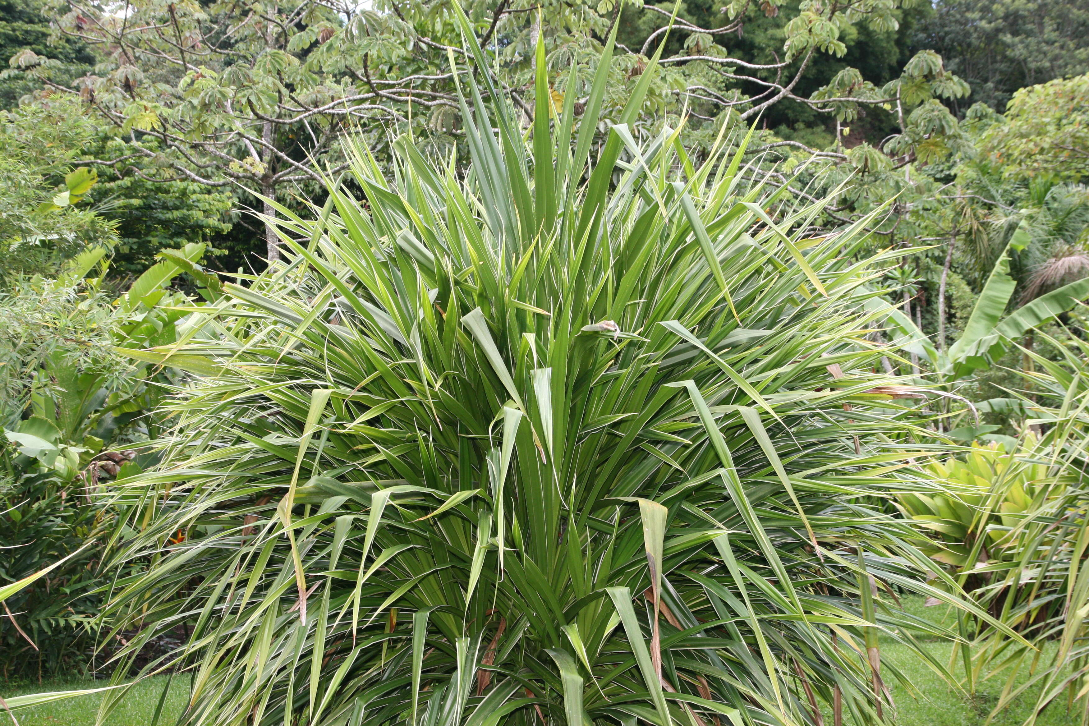 Image of Tahitian screwpine