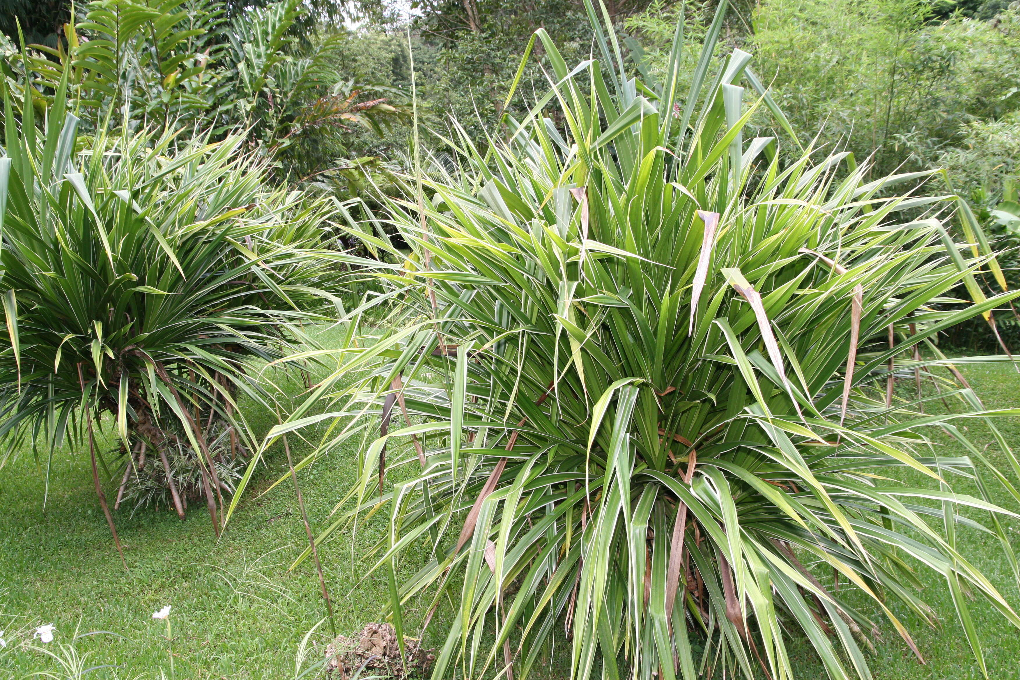 Image of Tahitian screwpine